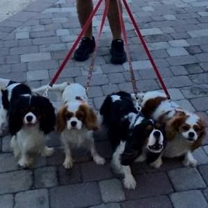 Meet your Posher, Robert